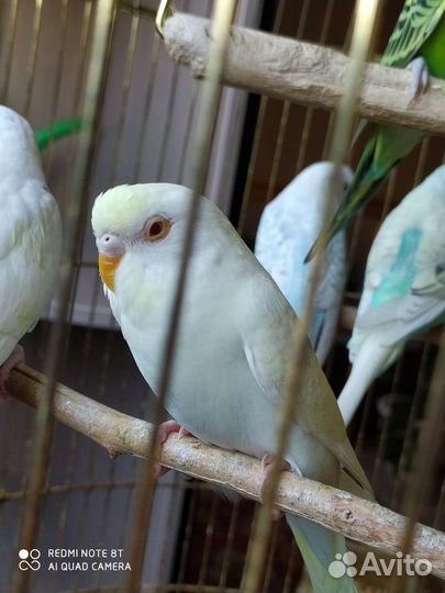 Попугаи самки