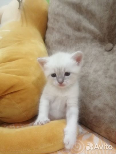 Кошечки в добрые руки