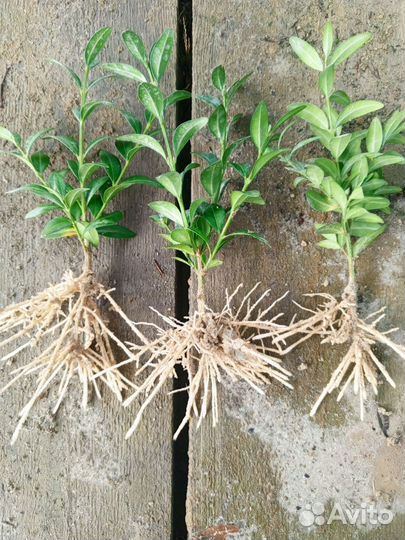 Самшит сеянцы