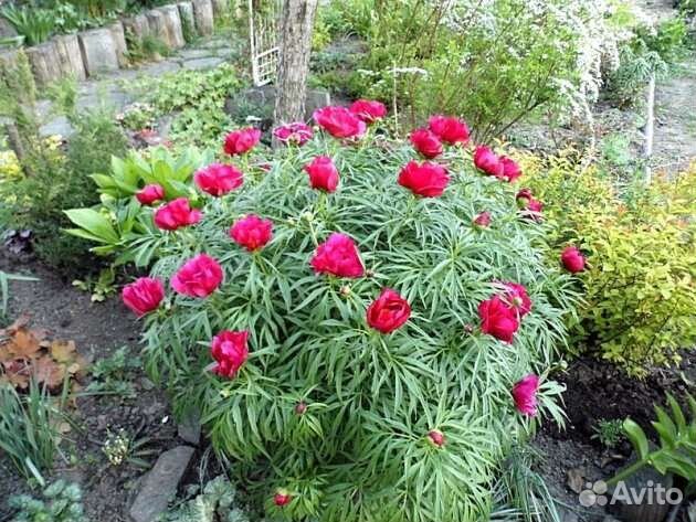 Пион марьин корень