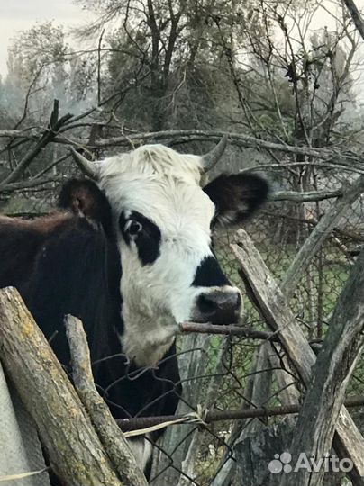 Корова телка