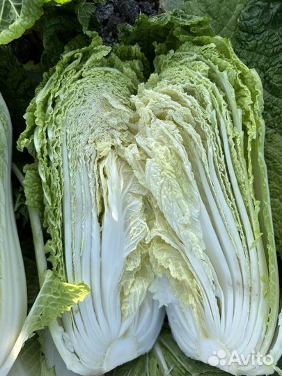 Пекинская капуста