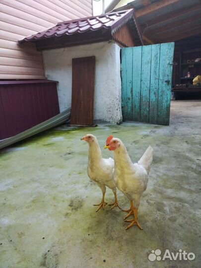 Куры молодки