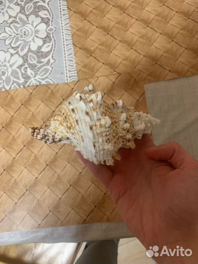 Ракушка морская большая