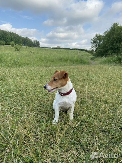 Ошейник для собак