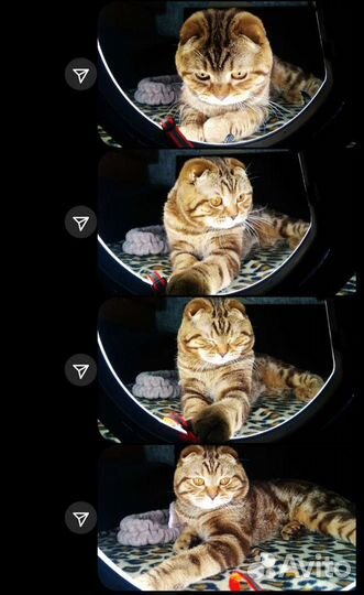 Вязка шотландский кот