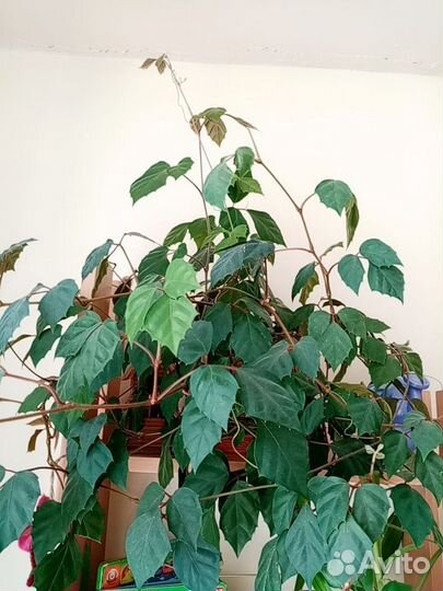 Циссус (берёзка)