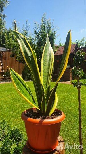 Хавортия, Сансевиерия трёхполосная