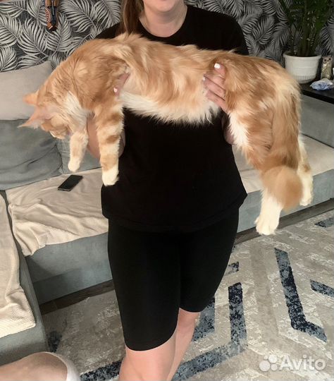 Мейн-кун котик приглашает на вязку