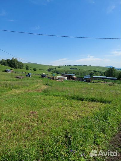 Продам готовый бизнес сельское хозяйство