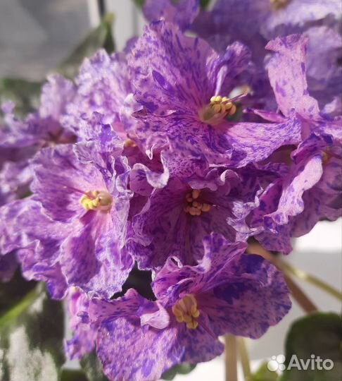 Листик фиалки