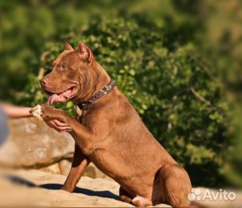 Питбуль-щенки