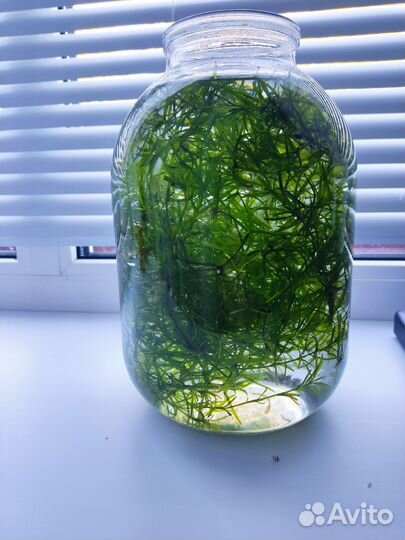 Водоросли и камушки