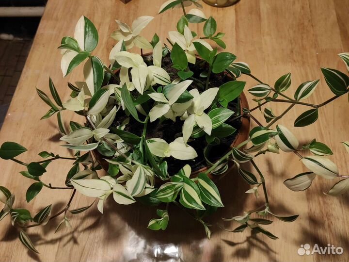 Огромная традесканция