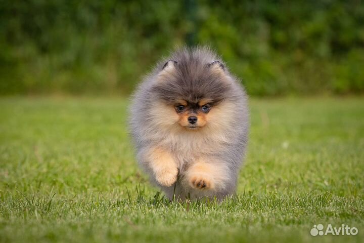 Шикарный мальчишка редкого окраса