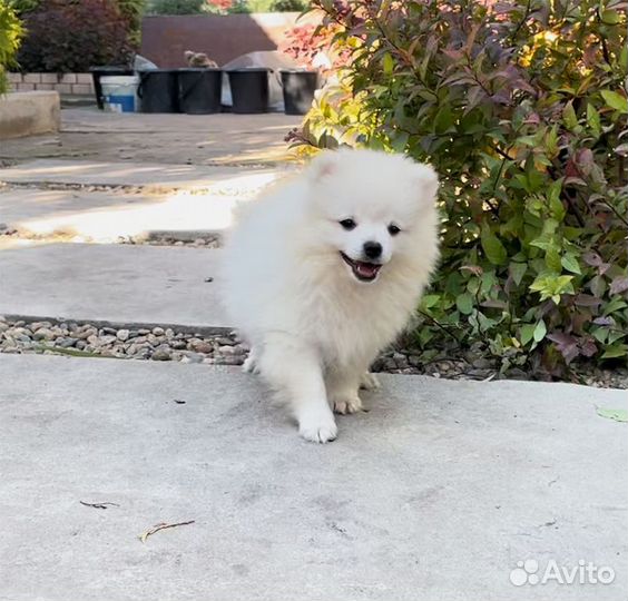 Девочка с документами РКФ