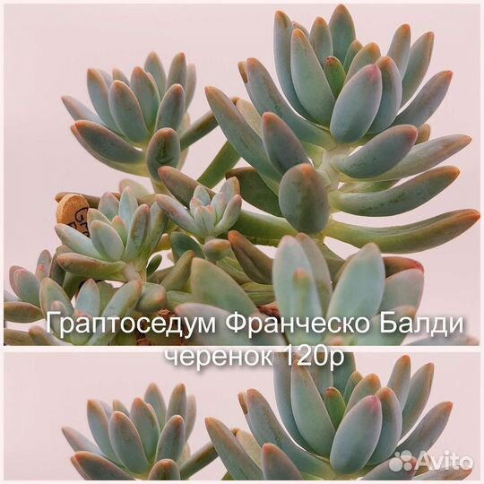 Домашние суккуленты