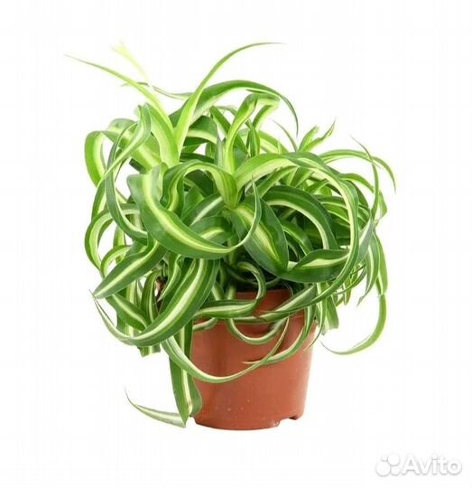 Хлорофитум кудрявый