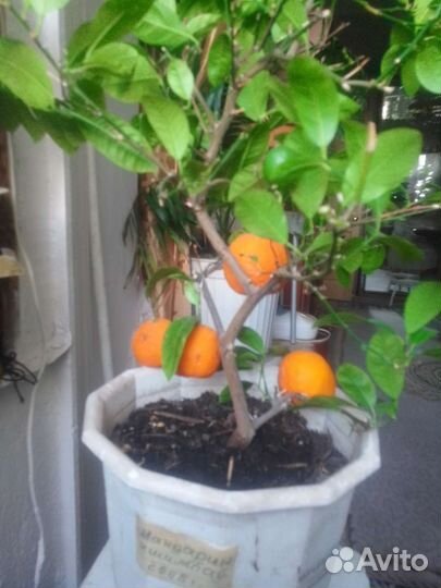 Лимон,апельсин,мандарин,цитрон,каламондин