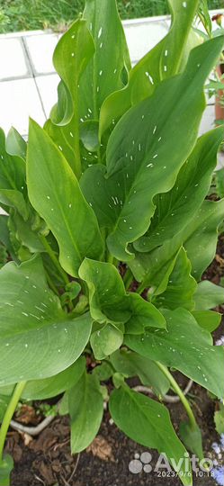 Клубни каллы