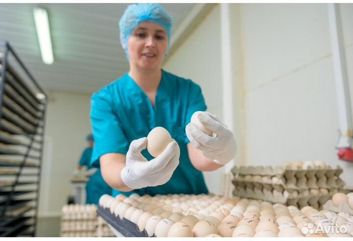 Уникальная работа на птицефабрике Челябинск