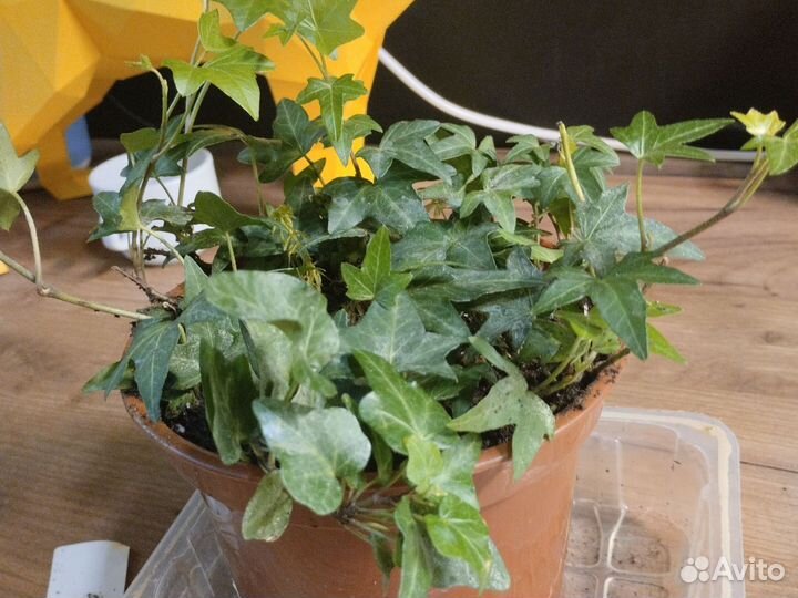 Плющ обыкновенный, взрослое растение