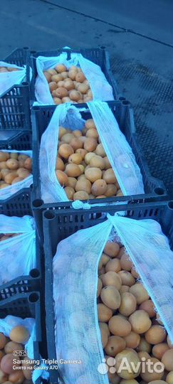 Абрикос свежий для производства