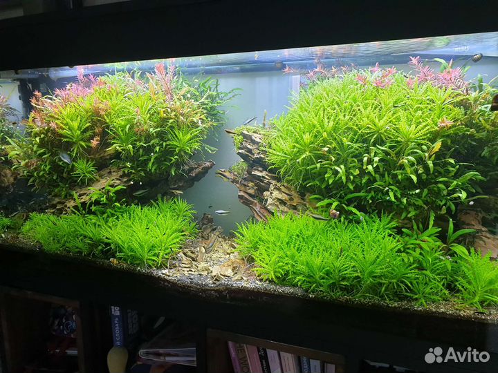 Растения для аквариума