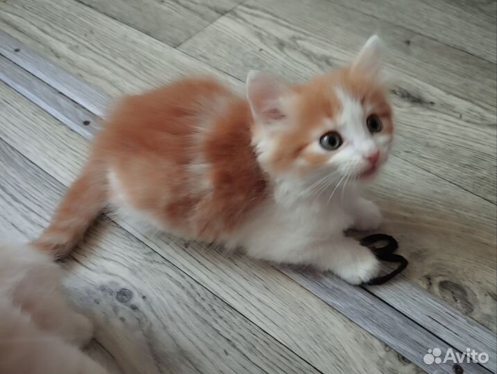 Котята в дар бесплатно