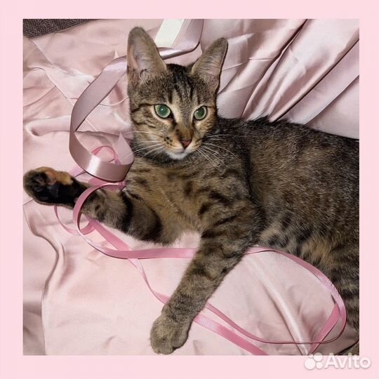 Кошка, котенок