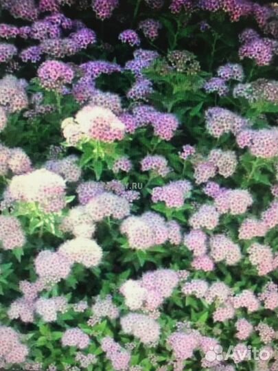 Саженцы гибискус фиолетовый и спирея японская для