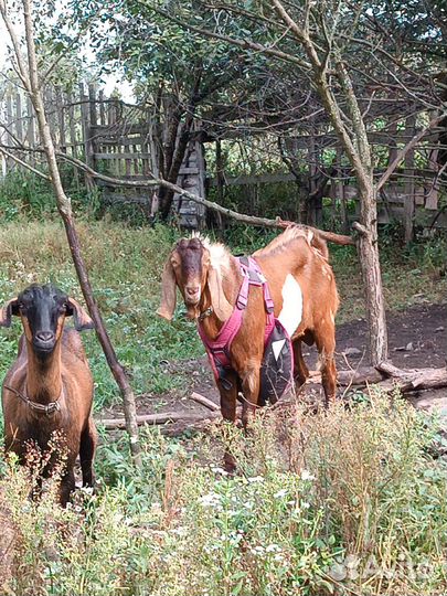 Нубийский козел вязка