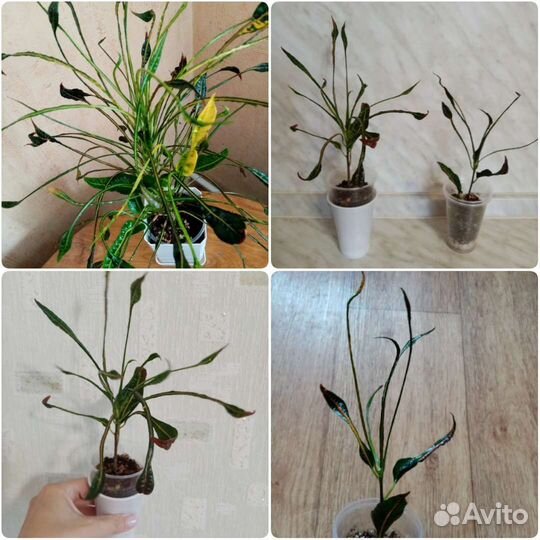 Кротон Кобра