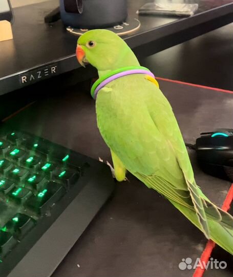 Ожереловый попугай выкормыш