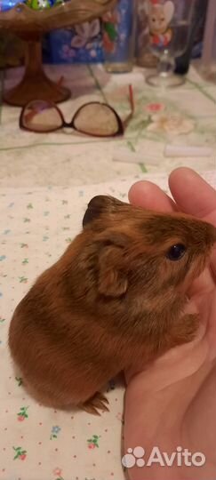 Морская свинка