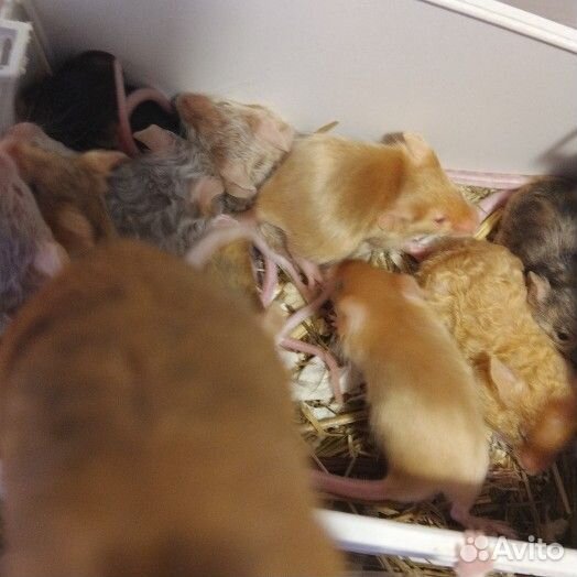 Мышки сатиновые, декоративные