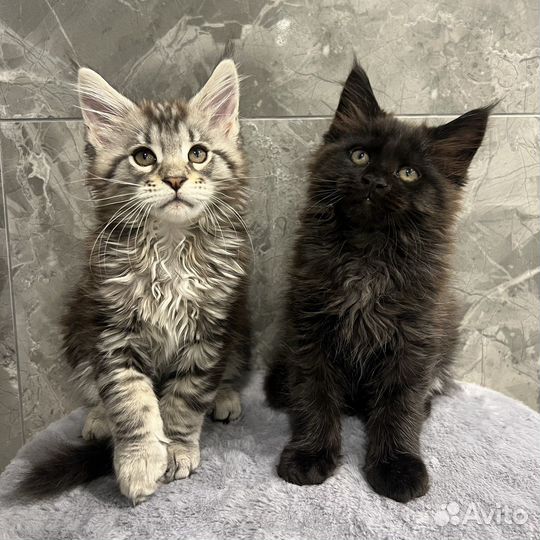 Котята мейн-кун
