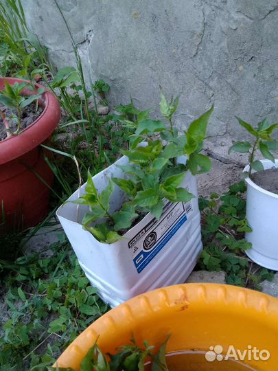 Абрикос рассада.этого года.пару однолетних