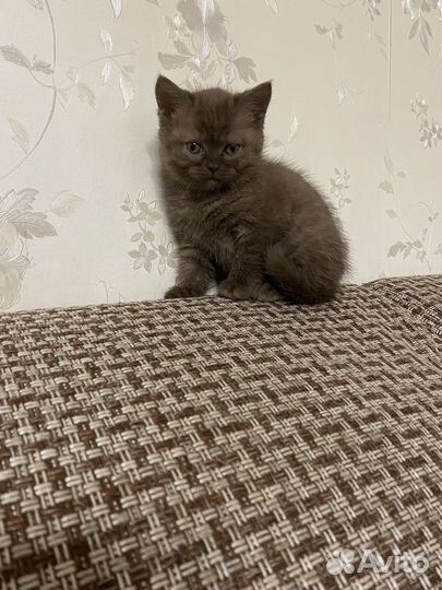 Британская