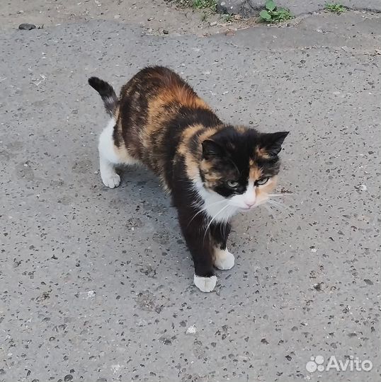 Кошка в дар