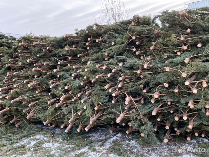 Сосна, ель, лапник, пихта