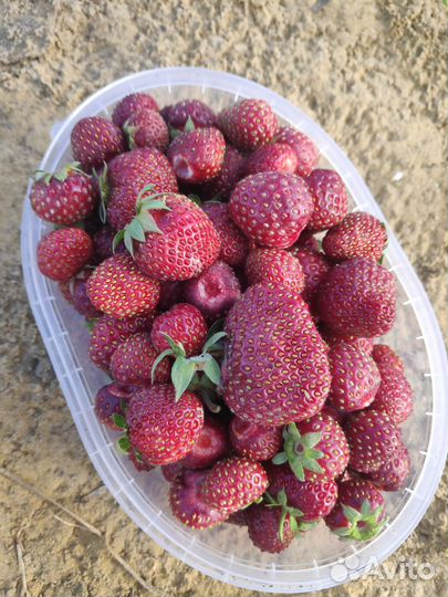 Клубника свежая ягода Белгород