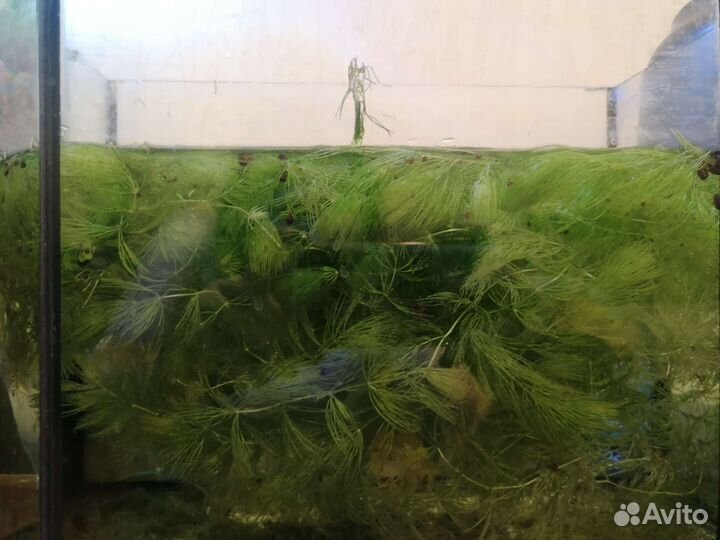 Аквариумные водоросли