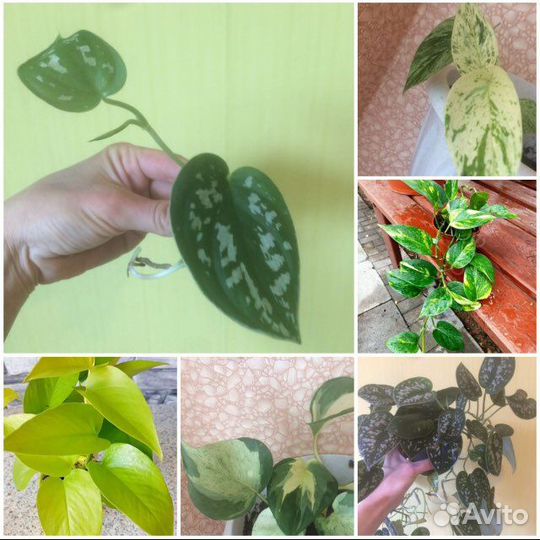 Сциндапсусы и филодендроны