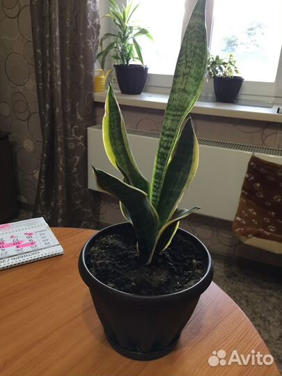 Сансевиерия