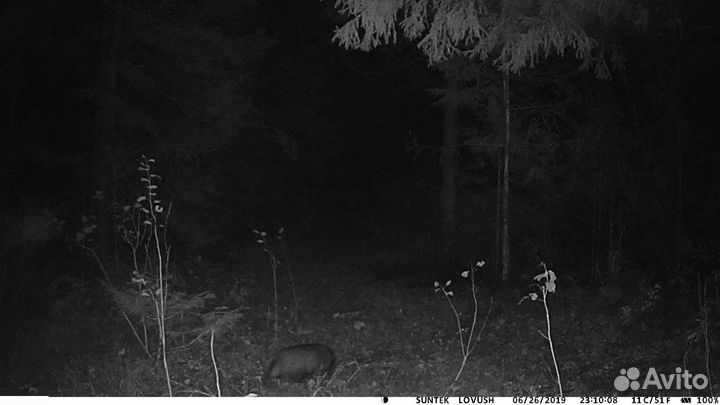 Барсучий жир (с доставкой)