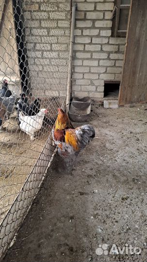 Молодые петухи