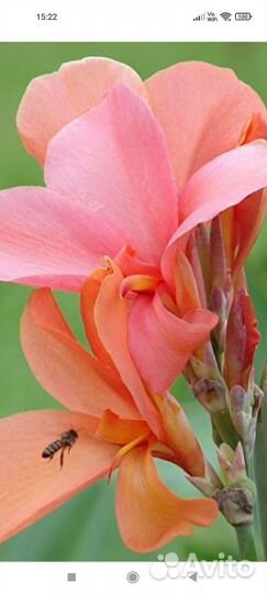 Канны Питч Блаш