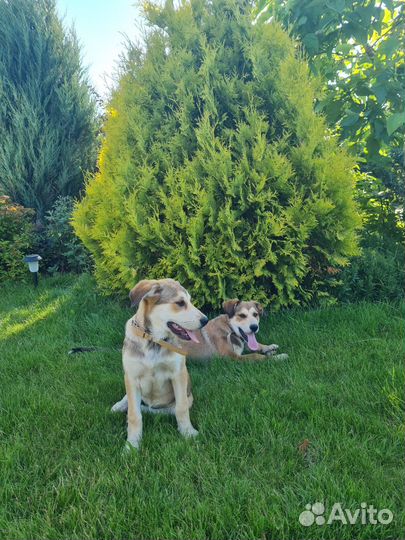 Собака в дар щенки