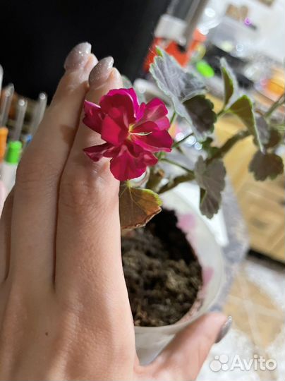 Пеларгония black mamba